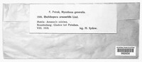 Rhabdospora arnoseridis image